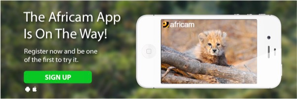 The Africam App Is On The Way