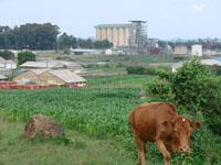 Agro-food clusters