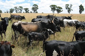 Xhosa cattle